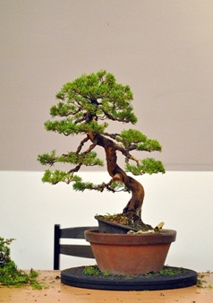 juniperus bonsai restyling made by milan karpisek on the first bonsai and suiseki mustra